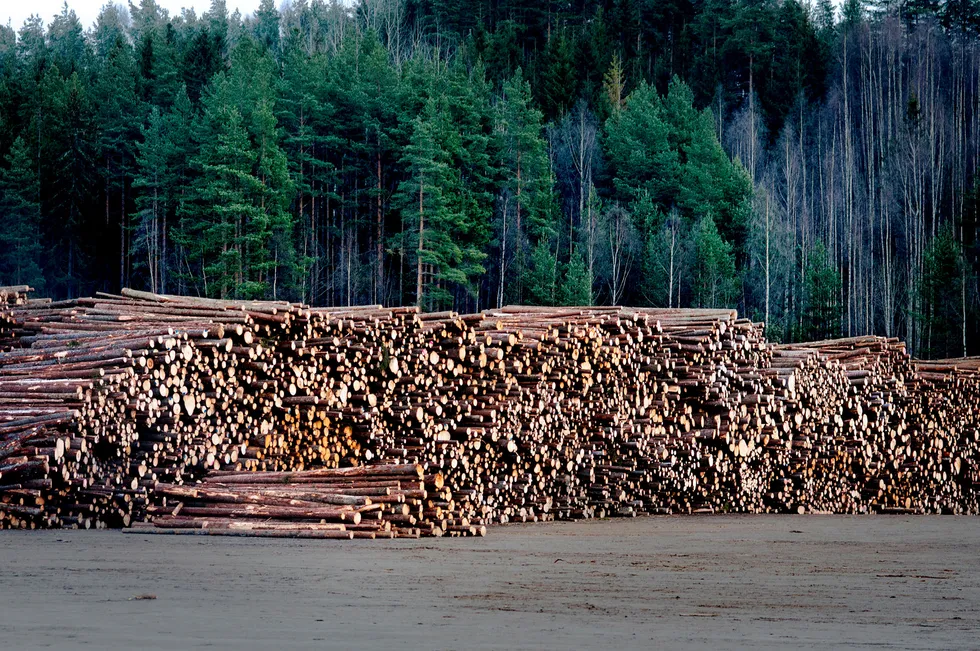 Med Europakommisjonens forslag vil det bli regnet som klimagassutslipp hvis vi nå begynner å ta ut mer biomasse fra skogen enn vi har gjort de siste 25 årene, selv om vi samtidig øker mengden karbon som lagres i skogen og vi bruker biomassen til klimavennlige produkter, skriver artikkelforfatteren. Foto: Kristine Nyborg