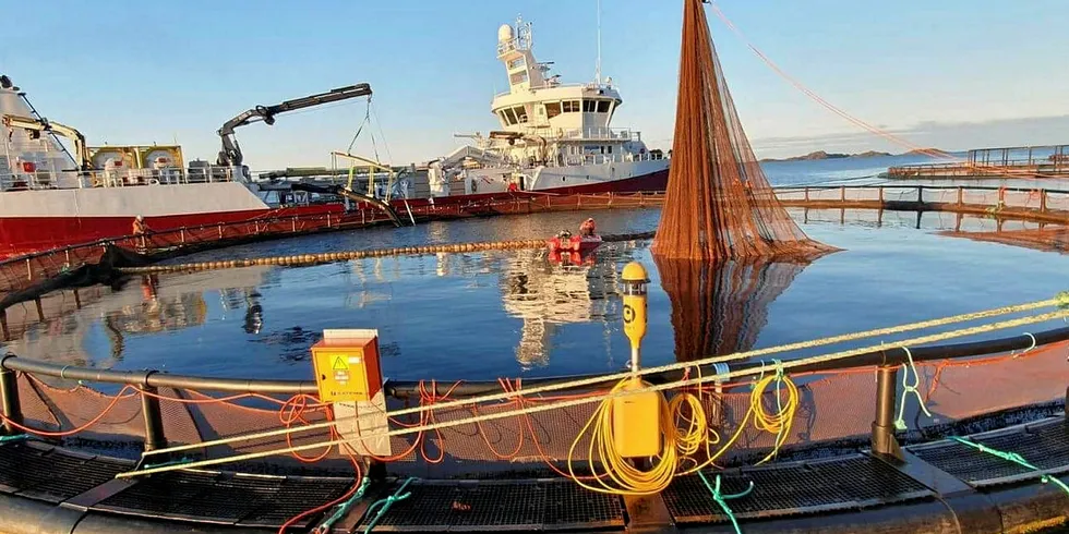 SMOLT DØR: Mengdevis med smolt dør hos Nordlaks i Tysfjorden. Torsdag døde 20.000 smolt, fredag har noe færre smolt dødd. Her fra Nordlaks-lokaliteten Kalvhodet i Astafjorden der de evakuerte laks i forbindelse med algeangrep forrige uke.