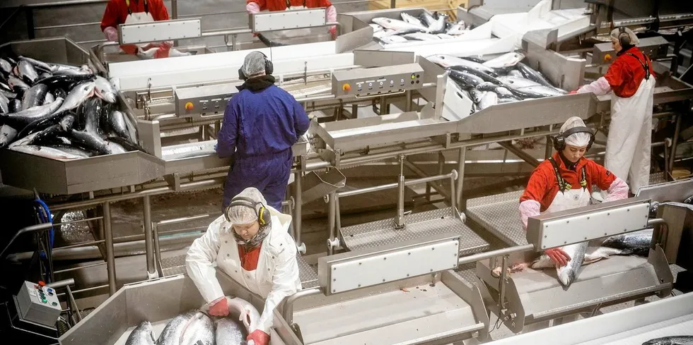 Den første norske oppdrettslaksen har passert samlebåndene hos Hav Line i Hirtshals. Slakteskipet «Norwegian Gannet» kan alene ta unna nærmere 15 prosent av den samlede norske lakseproduksjonen. Nå risikerer båten slaktestopp.