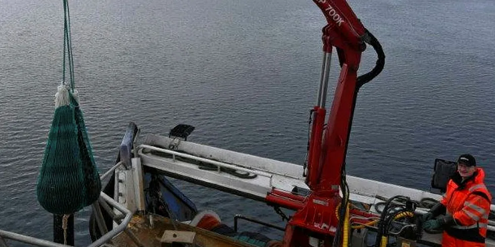 Fisker Dag Olav Mollan tar fangst om bord fra et av de 82 halene som er gjort i Kvænangen, Tanafjorden og Porsangerfjorden de siste ukene.