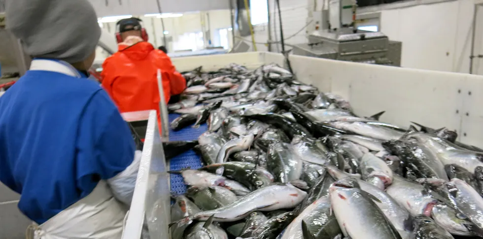 LØNNSNIVÅ OG TEKNOLOGIUTVIKLING: Lønnsnivået i fiskeindustrien kan ha betydning for bedriftseiernes vilje og evne til å investere i ny teknologi.