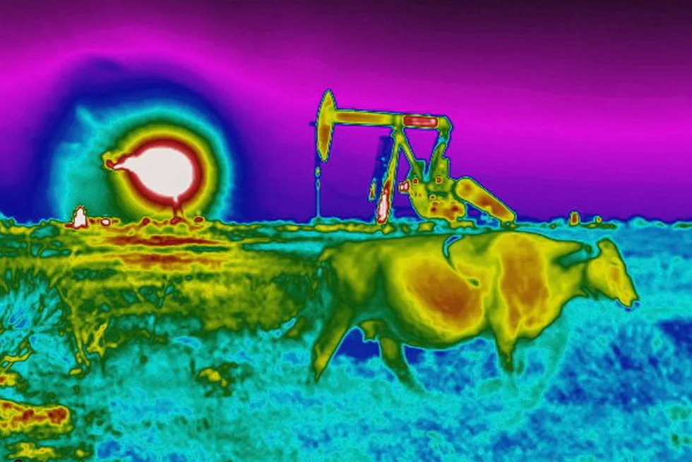 Hot play: In this photo made with an optical gas Imaging thermal camera, a plume of heat from a flare burning off methane and other hydrocarbons is detected in the background next to an oil pumpjack as a cow walks through a field in the US Permian basin.