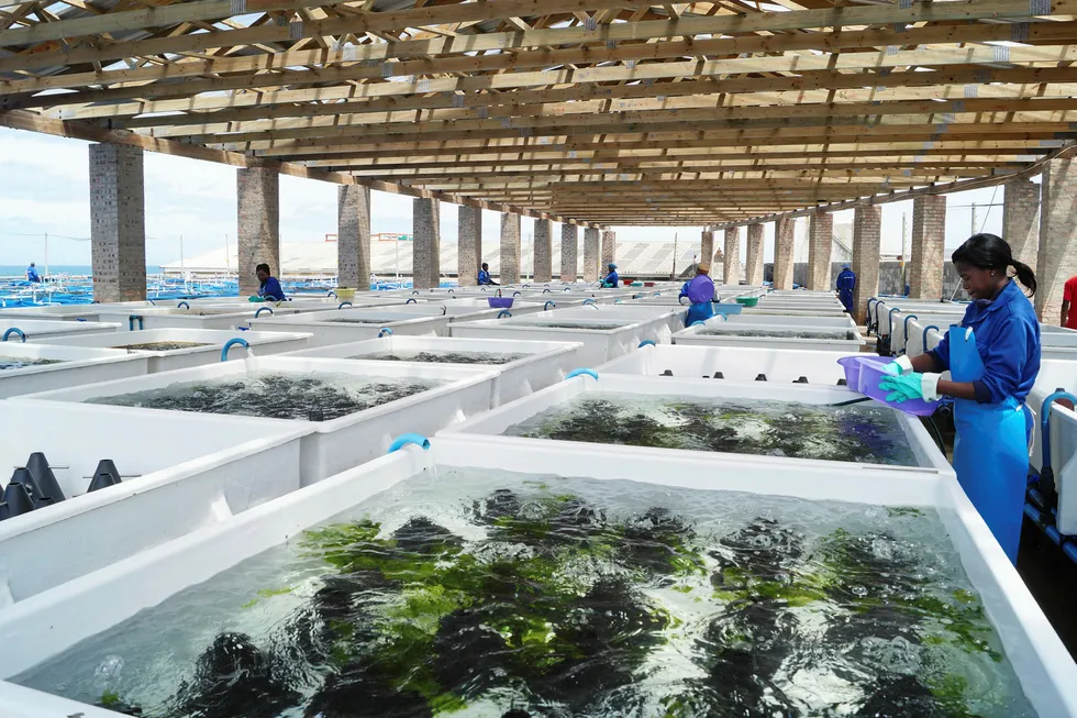 Abagold operates a hatchery, four grow-out farms and a canning and processing facility at its site in Hermanus, South Africa.