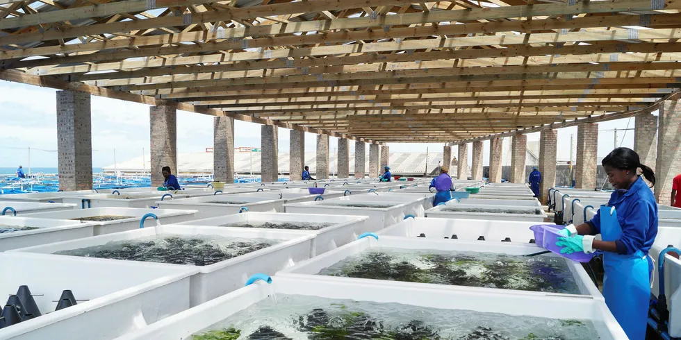 Abagold operates a hatchery, four grow-out farms and a canning and processing facility at its site in Hermanus, South Africa.