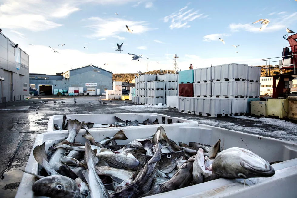 Mengden gikk ned, men prisen gikk opp for norsk fisk i fjor. Her fra fiskebruket Polar Seafood i Berlevåg