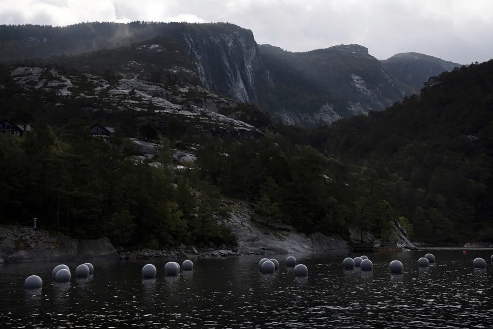 Siden 2019 har Brynjar Berg opplevd at blåskjellene dør i Lysefjorden utenfor Stavanger. Forskere har påvist et giftstoff som brukes til impregnering av oppdrettsmerder i skjellene.