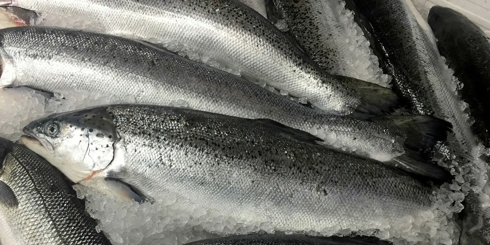 Farmed Atlantic salmon is now one of the world's most popular fish. But where will supply come from in the future?