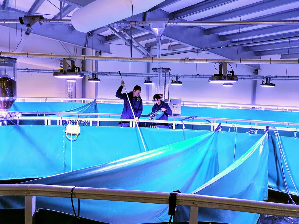 I et blålig lys i en industrihall i Fredrikstad produseres Norges første laks på land i et kommersielt resirkuleringsanlegg.