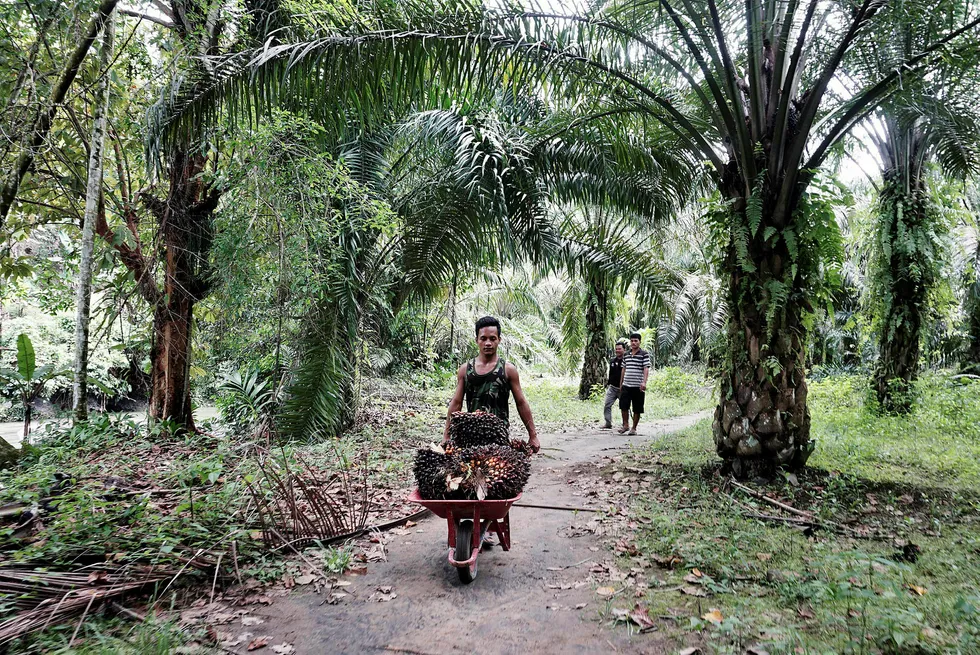 Norge og EU fremmer biodrivstoff som klimatiltak og bidrar til å øke etterspørselen etter palmeolje, som her fra en plantasje nord på Sumatra i Indonesia. Samtidig skades klimaet fordi regnskog kuttes for å gi plass til flere palmeoljeplantasjer.