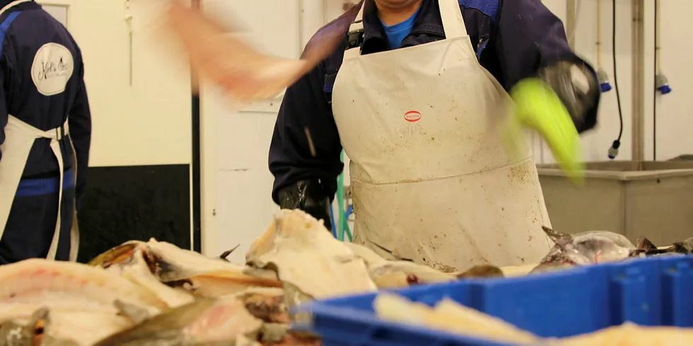 BUTIKK: Karl Alberth Hansen i Karls Fisk og Skalldyr fikk det ikke til med fiskeutsalg, så nå holder han seg til mottak og foredling.