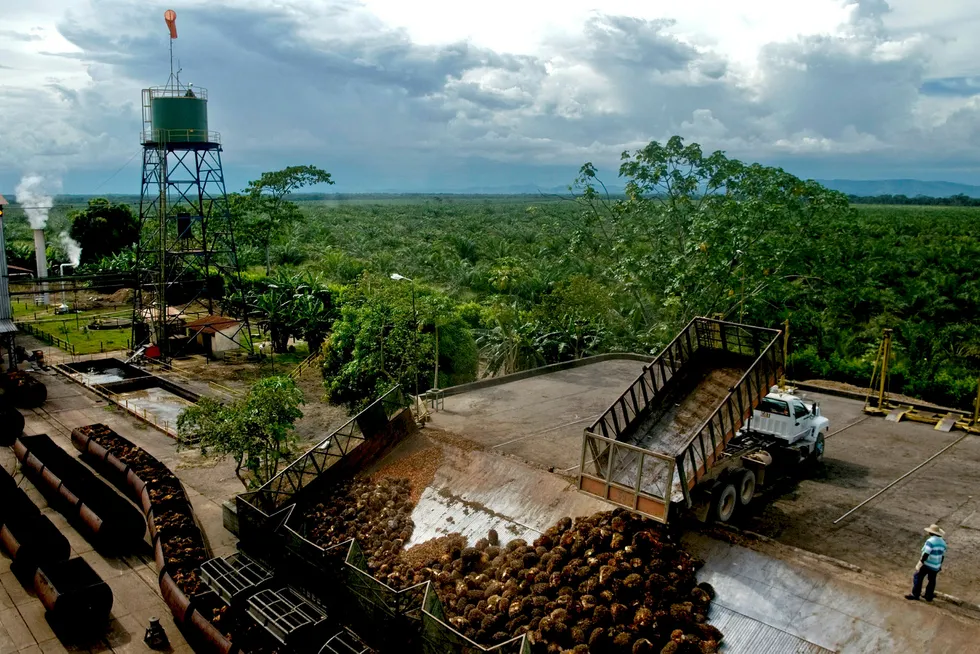 Årlig innhøsting av 1,2 millioner tonn palmefrukt gir 280 millioner liter tradisjonell biodiesel, som er nok til å bytte ut 7,5 prosent av det norske dieselforbruket, skriver artikkelforfatteren. Her fra Cumaral i Colombia. Foto: Alejandra Parra/Bloomberg News/Bloomberg