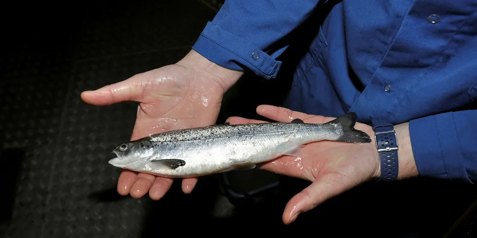 Storsmolt på rundt 200 gram fra Sisomars gjennomstrømmings-anlegg.