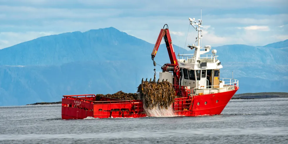 Taretråling sør på Helgeland ble tillatt fra 1.juli 2022. Her høster tråleren Sjøalg tare utenfor Horsværet.