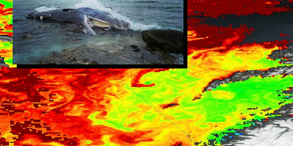 DØDELIGE ALGER: Satellittbilder tatt av NASA i april i år, viser at den årlige algeoppblomstringen langs kysten er i full gang. Nå frykter hvalforsker at dødsalger kan ha vært det som har tatt knekken på en rekke hvaler som har skyllet i land denne våren.