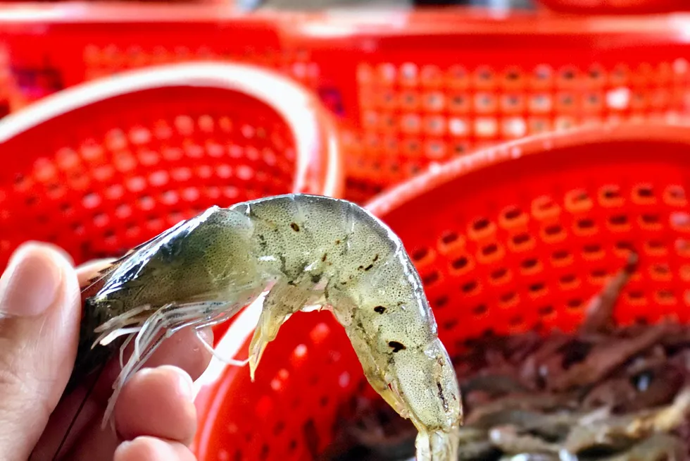 Low shrimp prices over the last 12 months have led to many Indian producers fallowing their farms or switching over to alternative species such as freshwater shrimp and fish, Choice Group Director Thomas Jose told IntraFish.