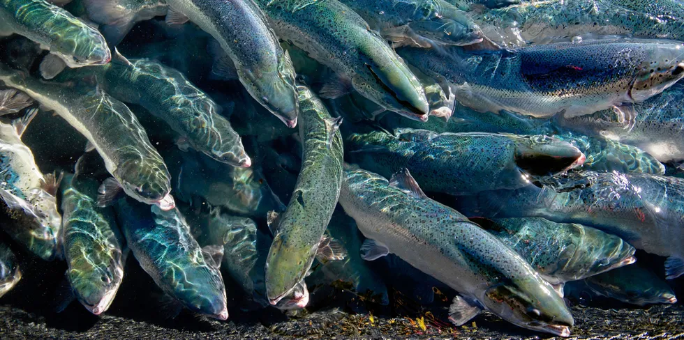 Levende laks i merd. Det viser seg at fisken fremdeles er en god kilde til omega-3-fettsyrer til tross for mindre marine ingredienser i fôret.