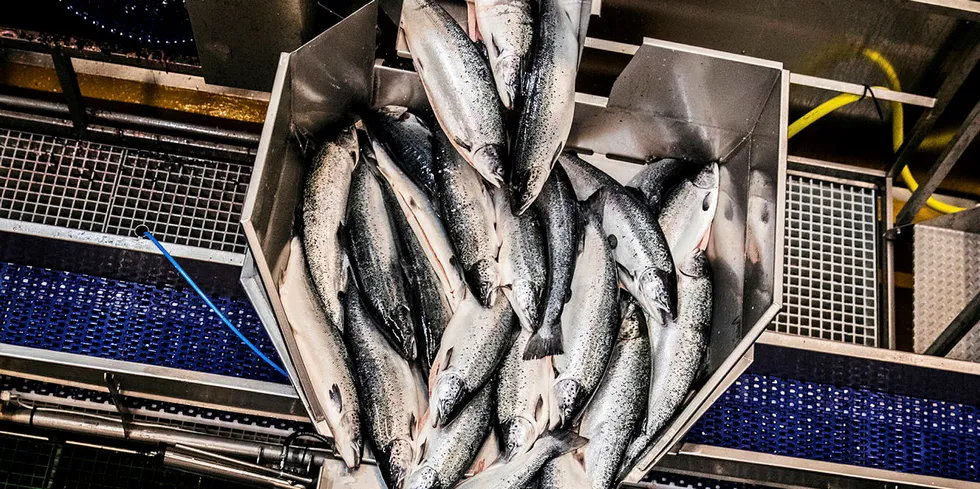 Det var prisfall for den største fisken i spotmarkedet forrige uke.