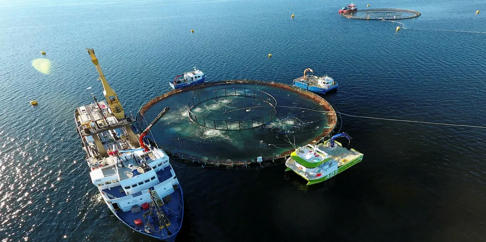 ENIGHET: Det er ikke lenger er faglig uenighet om at utslipp av kjemikalier/legemidler mot lakselus faktisk er til skade for reke, krill, raudåte, hummer og andre marine krepsdyr.