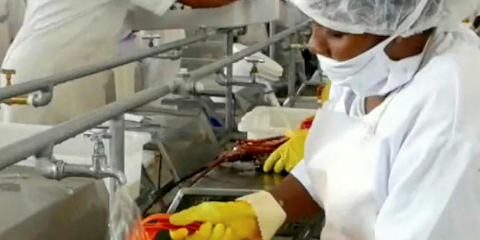 Coronavirus outbreak puts Brazil's lobster industry in a tight spot.