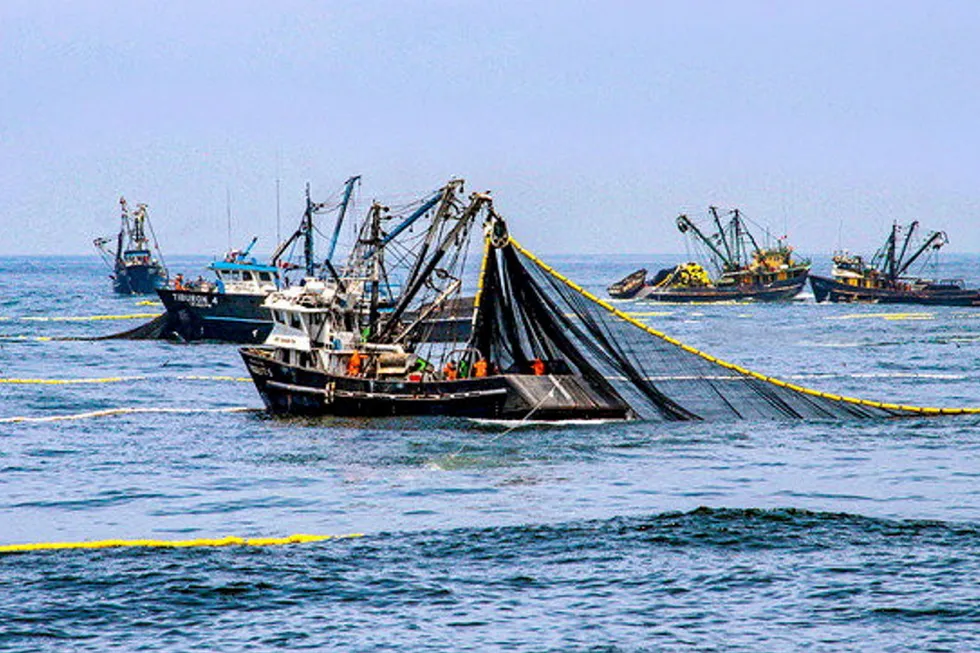 Peruvian anchovy vessels still have work to do to land their full quota.