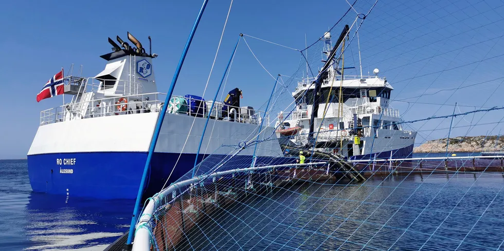 Norcod er i gang med utslaktingen av første fiskegruppe. Det gir 5.000 tonn, eller kanskje enda mer torsk.