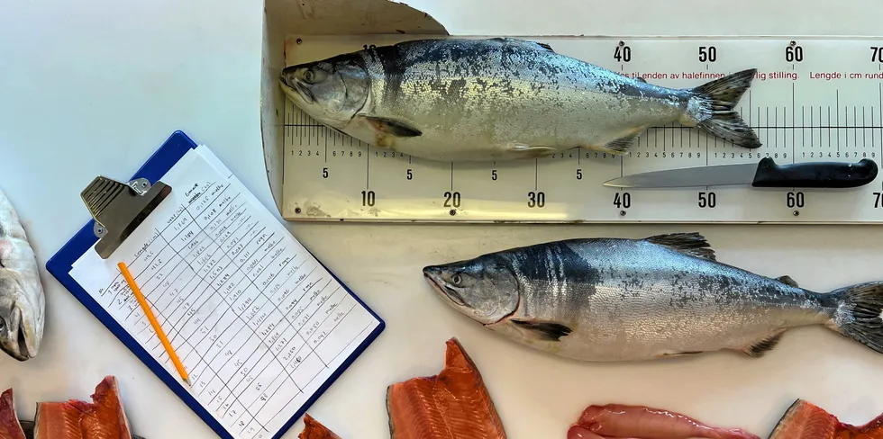 Pukkellaks eller Stillehavslaks er en fremmed art langs norskekysten. Nå håper forskerne å redusere bestanden og samtidig skape et nytt fiskeri.