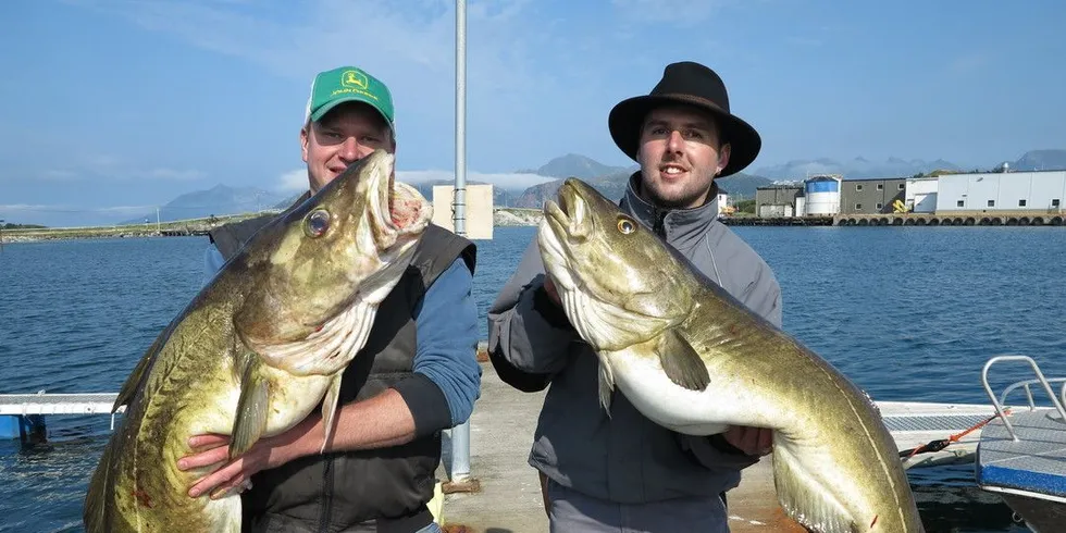 Disse kjempetorskene fanget utenfor Sommarøy i Troms valgte fisketuristene fra Østerrike å beholde. Men omlag halvparten av torsk fanget av fisketurister slippes levende ut igjen, noe som i verste fall kan være dødelig for fisken. Foto: Jørn Mikael Hagen.