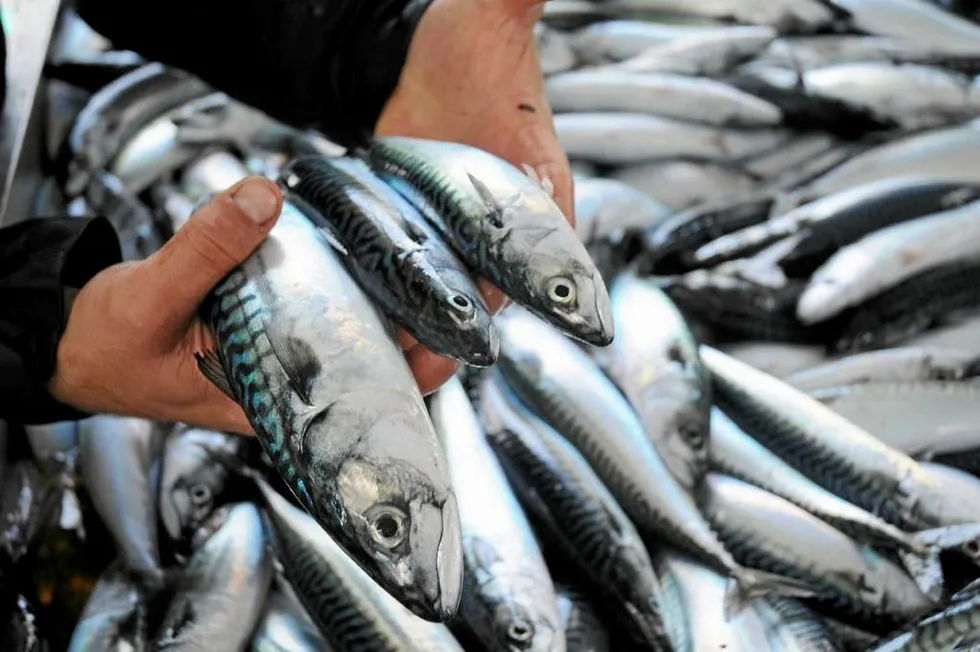 The company predominately sells pelagic fish species to West Africa and in particular Nigeria.