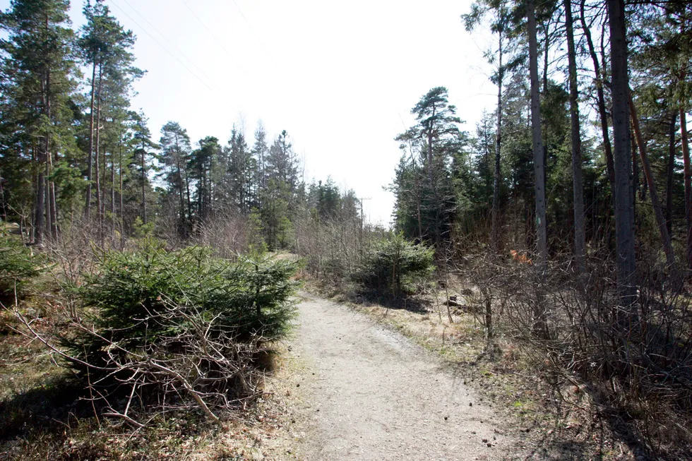 Utbygging av vei, hytter og andre arealkrevende aktiviteter legger også beslag på skog som huser rødlistearter, skriver Bjarte Rambjør Heide.
