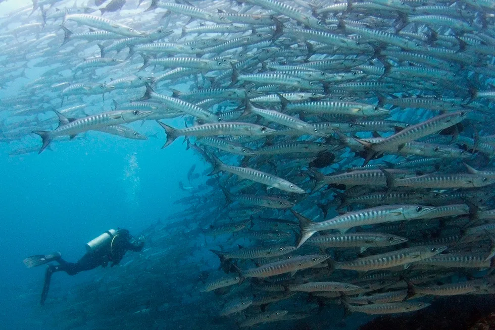 Options: a scuba diver approaches a school of giant barracuda offshore Malaysia