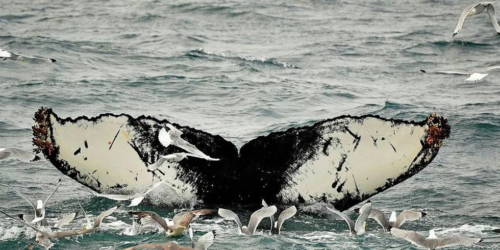 Knølhval: Akkurat denne knølhvalen er fotografert nord for Island. Mønsteret på halens underside identifiserer individet og brukes til undersøkelser. Ill.foto: Yasmin Hunt/Havforskningsinstituttet