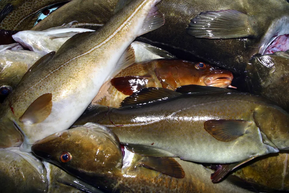 Norske milliardinntekter er mulig hvis EU sløyfer fisketollen.