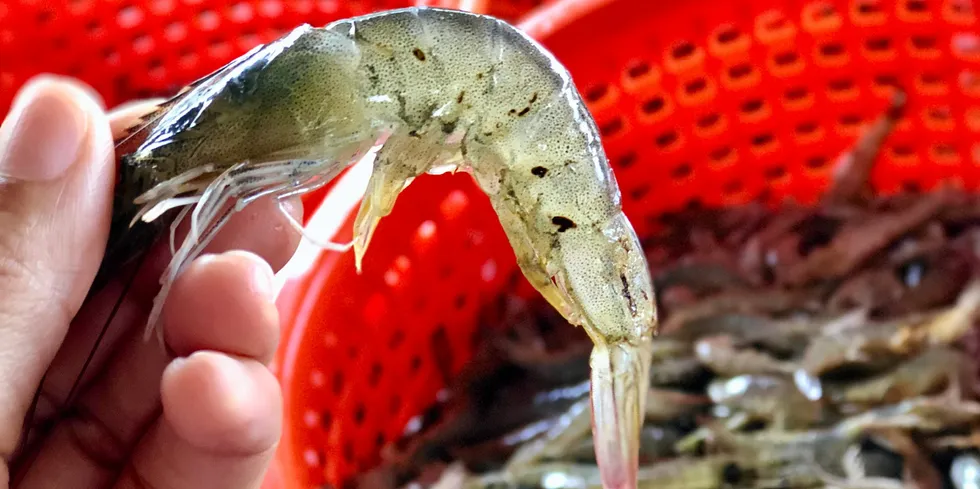 Is there new hope in the battle to fight the most deadly shrimp diseases?