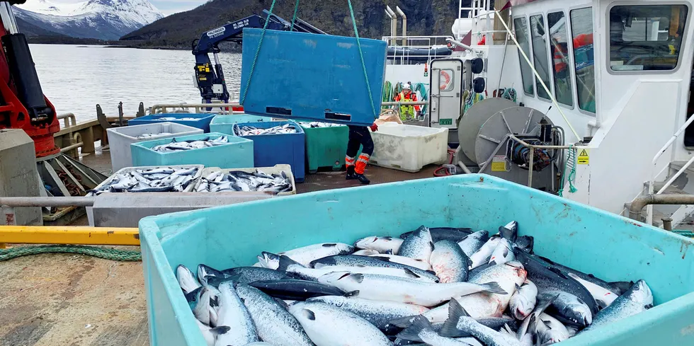 Kasse på kasse med død laks heises opp på kaia på landbasen til Northern Lights Salmon i Balteskard i Sør-Troms.