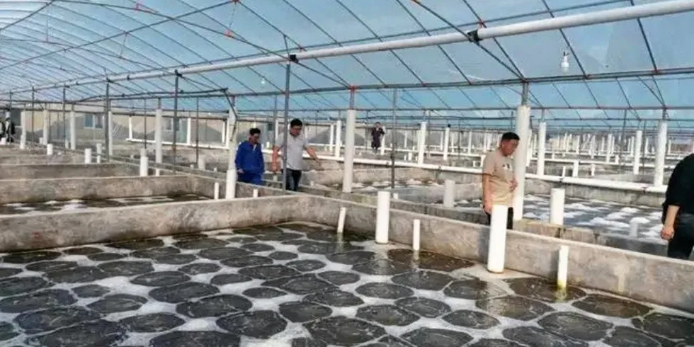 Industrialized Indoor Farms (IIF) -- concrete ponds using recirculating aquaculture systems (RAS) -- are "booming" in China.