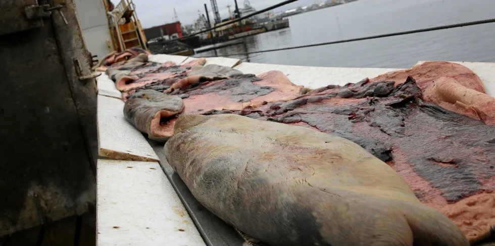 Flere tusen sel ble tatt i årets fangst. Her er bilde fra i fjor da fabrikken på «Salarøy», den gang «Ottar», bearbeidet skinnet fra dyrene på båten.