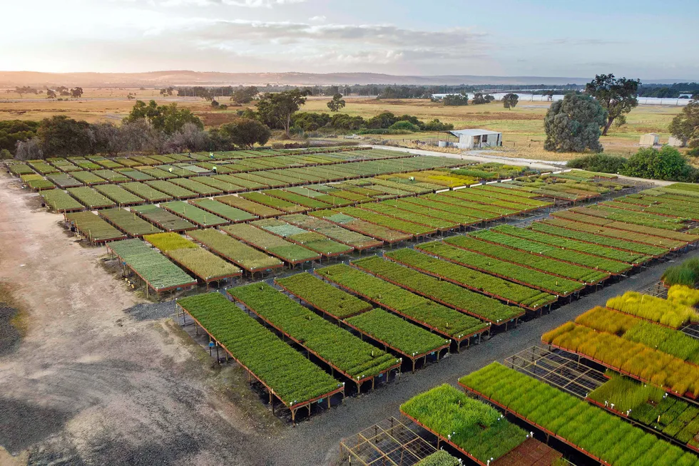 Trending: Carbon offset planting in Western Australia.
