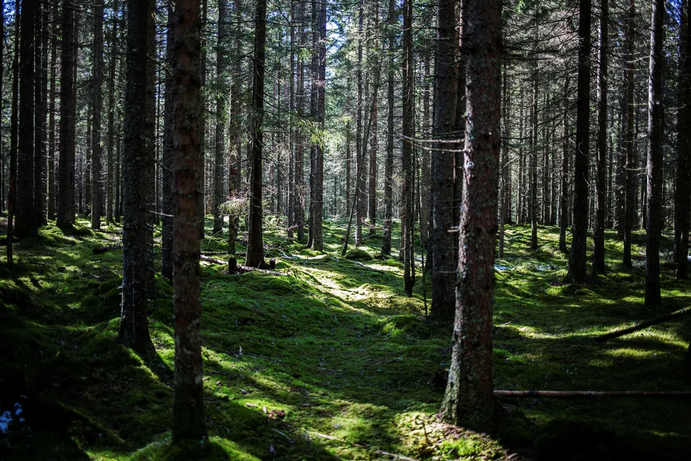 Et ekspertpanel oppnevnt av de europeiske vitenskapsakademiene oppfordrer til stans i hugging av skog til bioenergi. Brenning av skog er ikke et karbonnøytralt klimatiltak, konkluderer de.