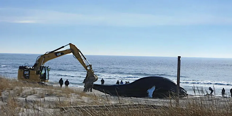 Døde hvaler skyller i land langs strendene på den amerikanske Atlanterhavskysten