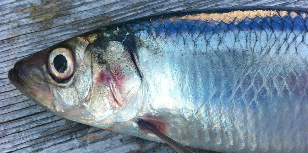 Daglengda styrer den biologiske klokka til silda, melder Havforskingsinstituttet.