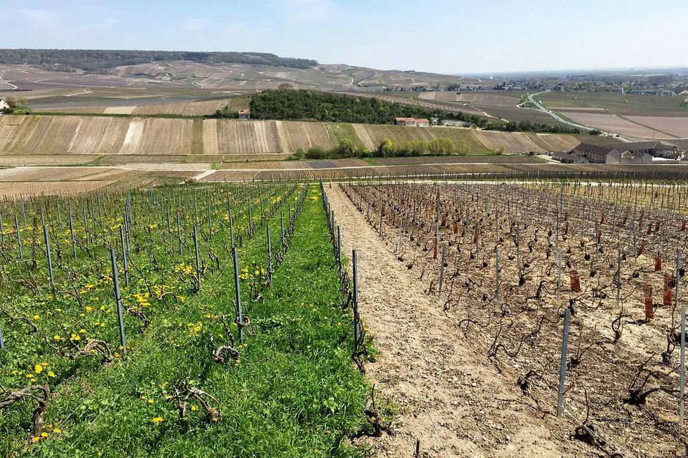 Kontrast. Biodynamisk dyrking av druer på den gresskledde lappen hos Leclerc Briant i Champagne versus naboenes sprayede og brune vinmarker. Foto: Leclerc Briant