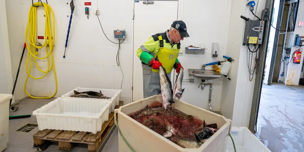 Tor Ingar Austvik veier fisk ved Ila Fiskemottak i Trondheim.