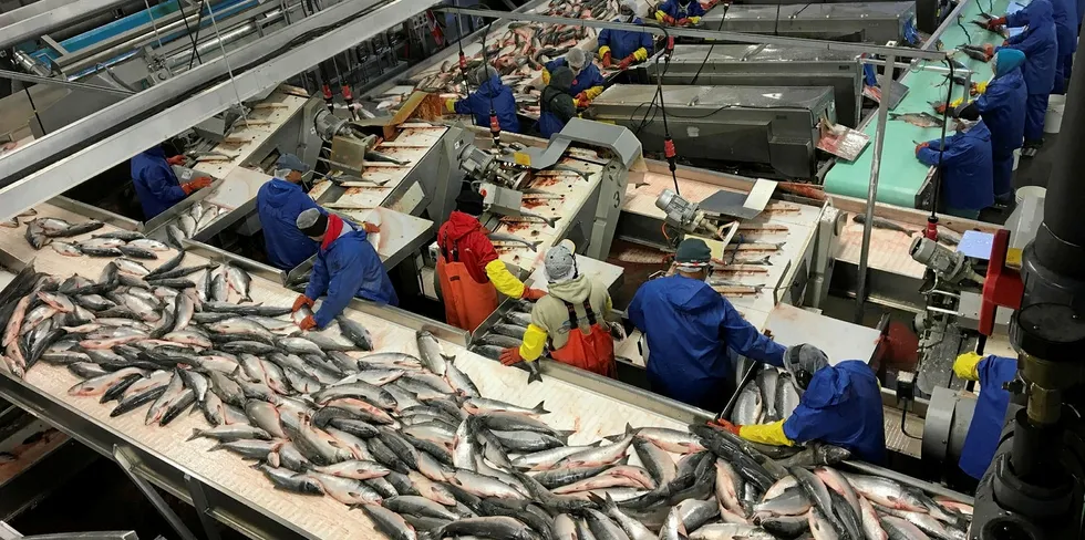 Silver Bay, like many other seafood companies, brings seasonal workers to its Alaska factories during the salmon season, many from Mexico and other parts of the United States.