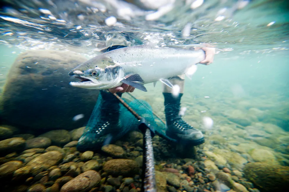 Turistene får gå på tur i stedet. Akkurat nå bør det være innlysende for alle at det ikke er anledning til å fiske villaks for moro skyld.