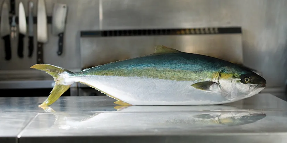 Australske Clean Seas produserer fiskearten yellowtail kingfish.