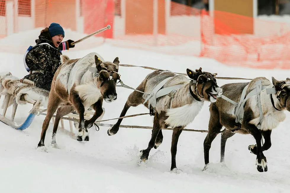 Aiming for record: Reindeer sleigh race in the Khanty-Mansiysk region in Russia