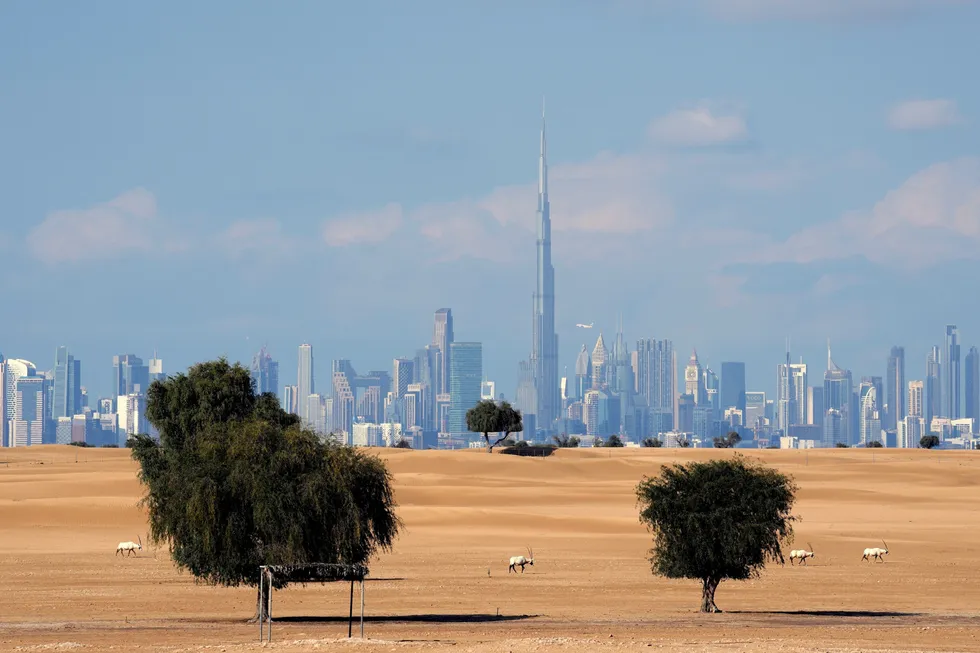 Distant goal: Arabian Oryx graze at a conservation area in front of the city of Dubai, United Arab Emirates.