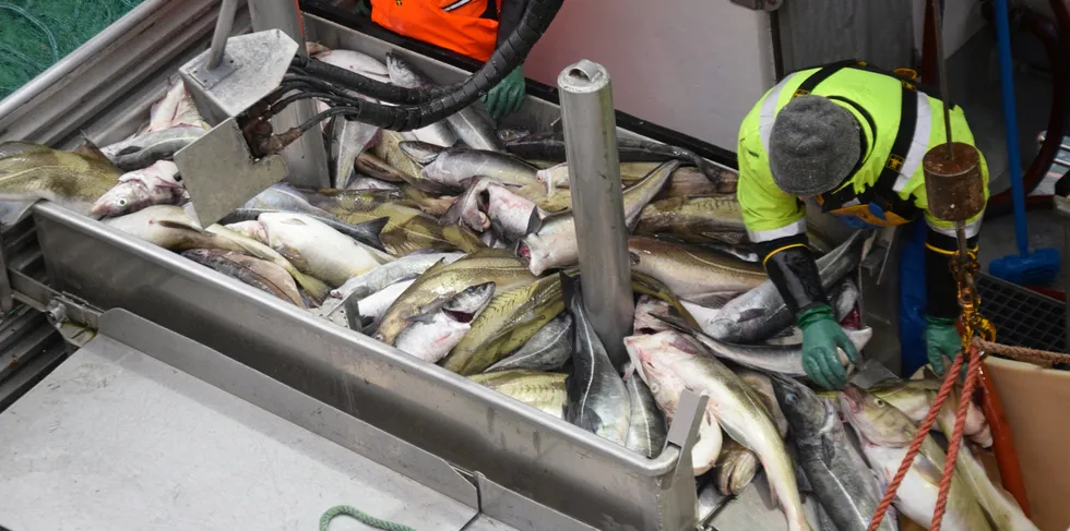 VARIERT: Fangstene som bringes i land fra torskefisket utenfor Henningsvær er fortsatt langt unna ren skrei.