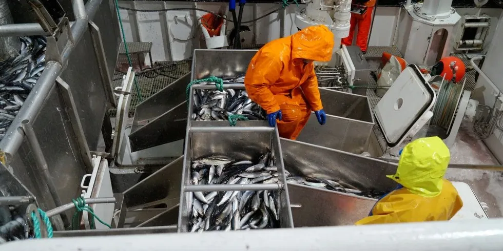 Fiskeridirektoratet understreker at det ikke er tillatt å overføre fangst mellom Lukket gruppe (bildet) og Åpen gruppe i sildefisket. Foto: Kystvakten/Fiskeridirektoratet