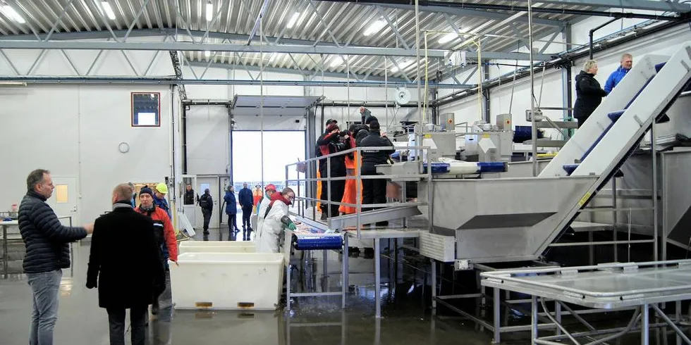 BYTTES UT: Mennesker kan byttes ut med roboter i fiskeindustribedriftene.Illustrasjonsfoto: Øyvind Bjerke, Fiskeriparken